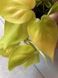 Philodendrons Lemon Lime