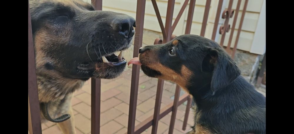 Ягдтер'єр цуценята