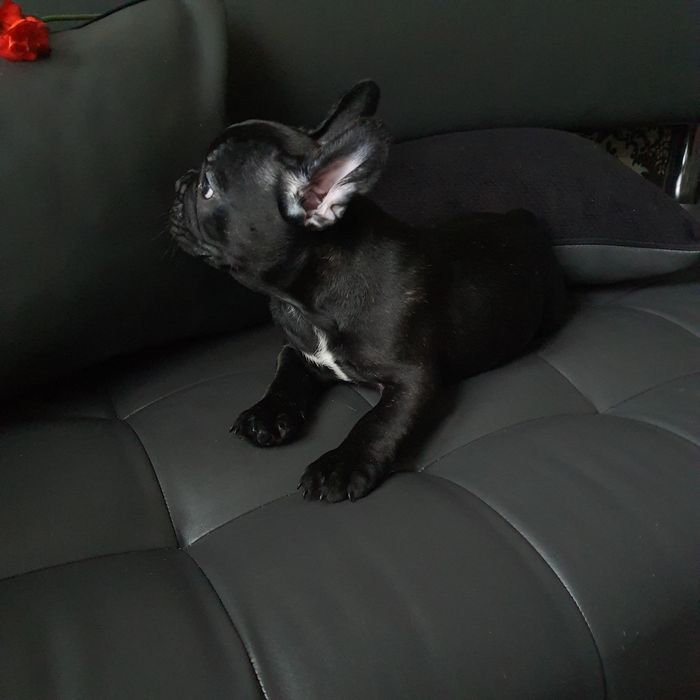 Хлопчик та дівчинка DARK BRINDLE/ CHOCO BRINDLE - TOP-якості