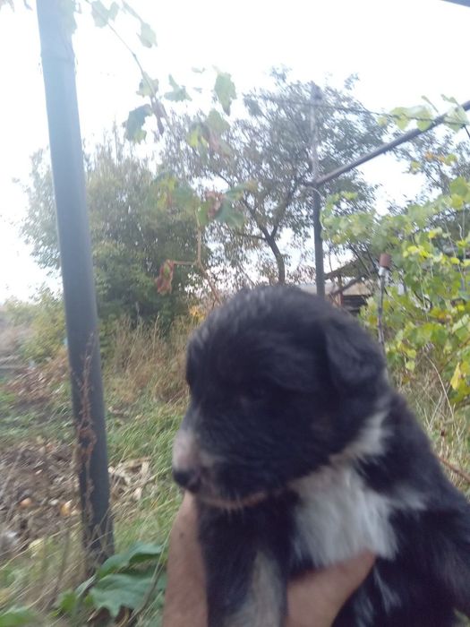 Отдам ДАРОМ!ЧУДЕСНЫЕ ЩЕНЯТА-мальчики,преданные сторожевые собаки!