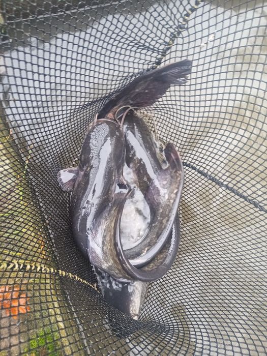 Sum konsumpcyjny 2-3kg