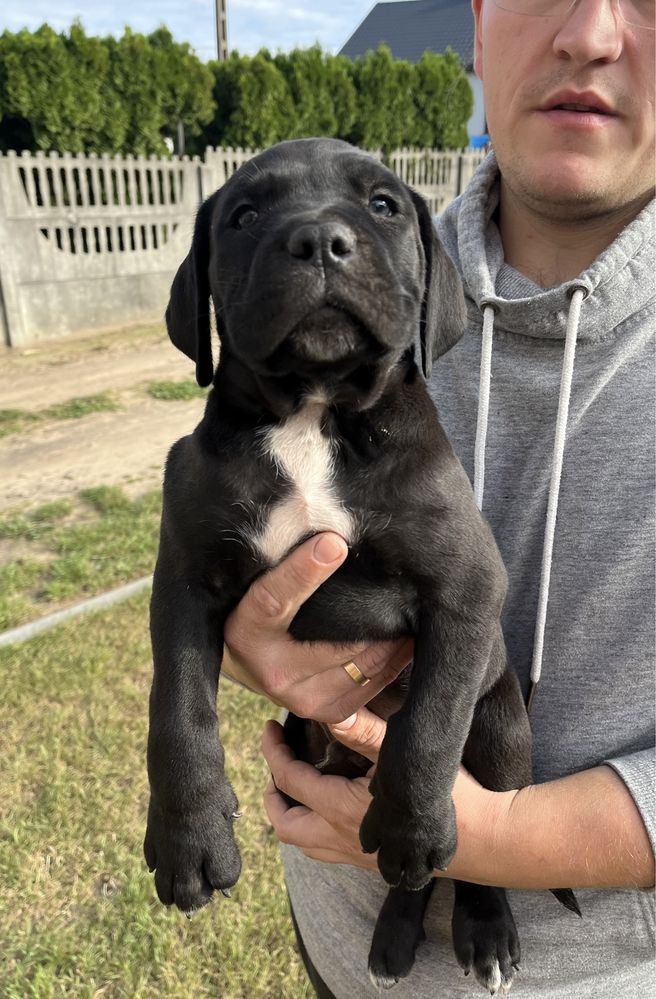 Cane Corso Suczka