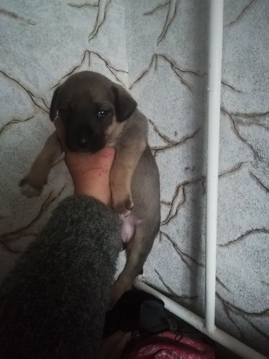 Щенок ищет семью