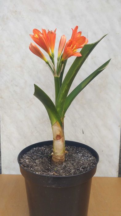 Кливия, клівія, валлота, аммариліс, аммарилис