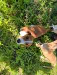 Três cães com quatro meses para adoção responsável