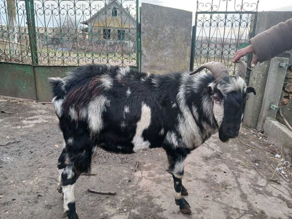 Продам племенного козла Ламанча или обменяю на равноценного