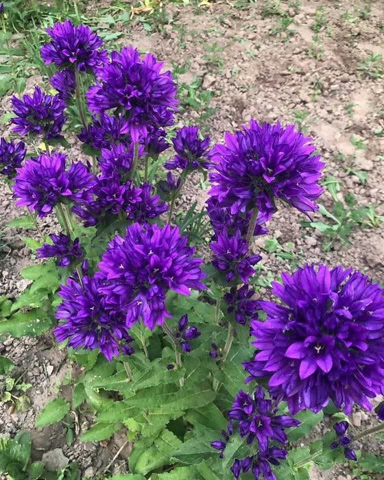 Саженцы цветов многолетних пеннисетум