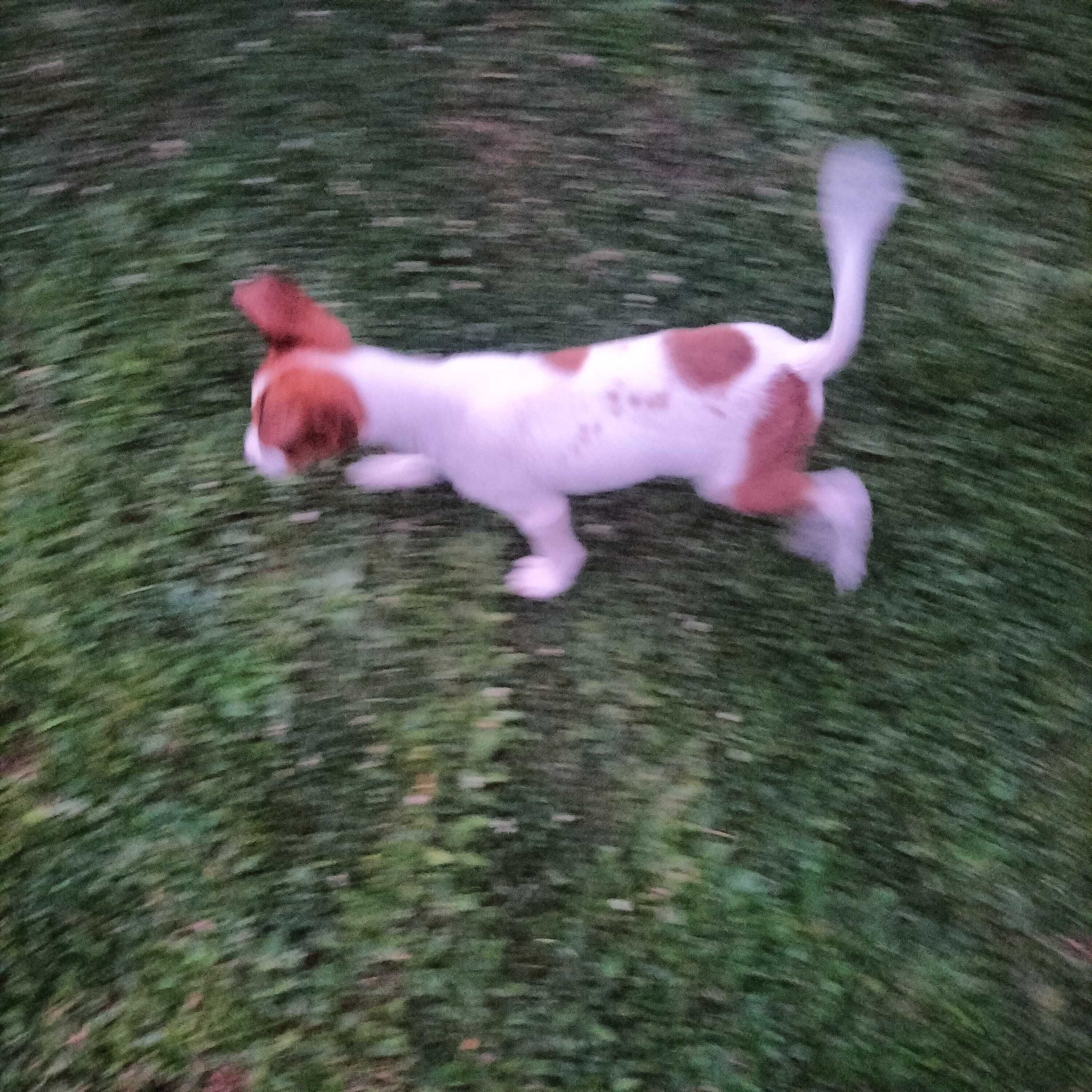 Jack Russel macho 3 meses