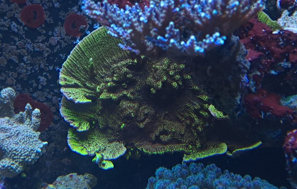 Montipora spongodes koralowce sps proste akwarium morskie