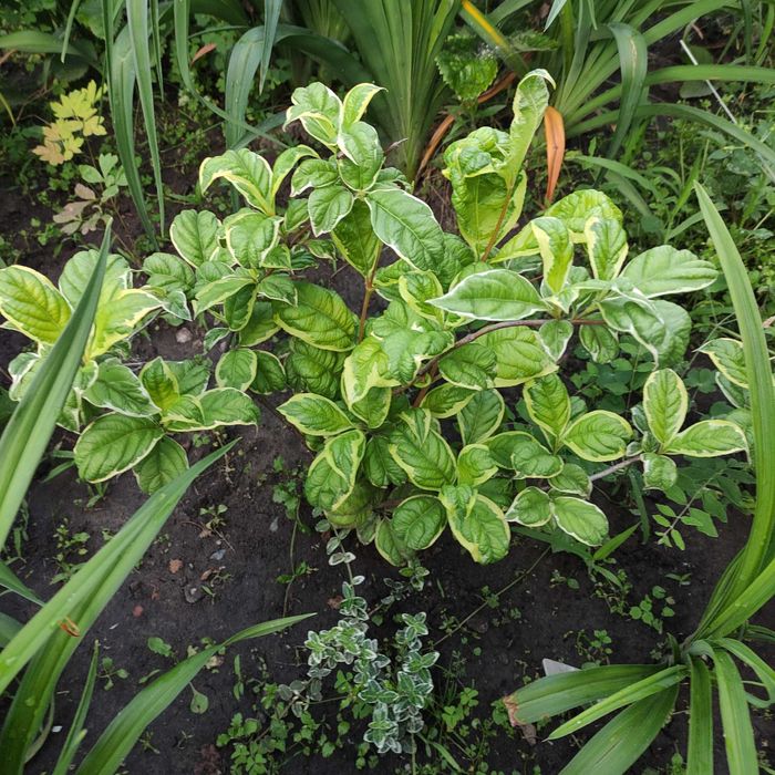 чагарники спірея, вейгела, форзиція, сніжкоягодник, та ін.