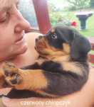 Rottweiler szczeniak do rezerwacji