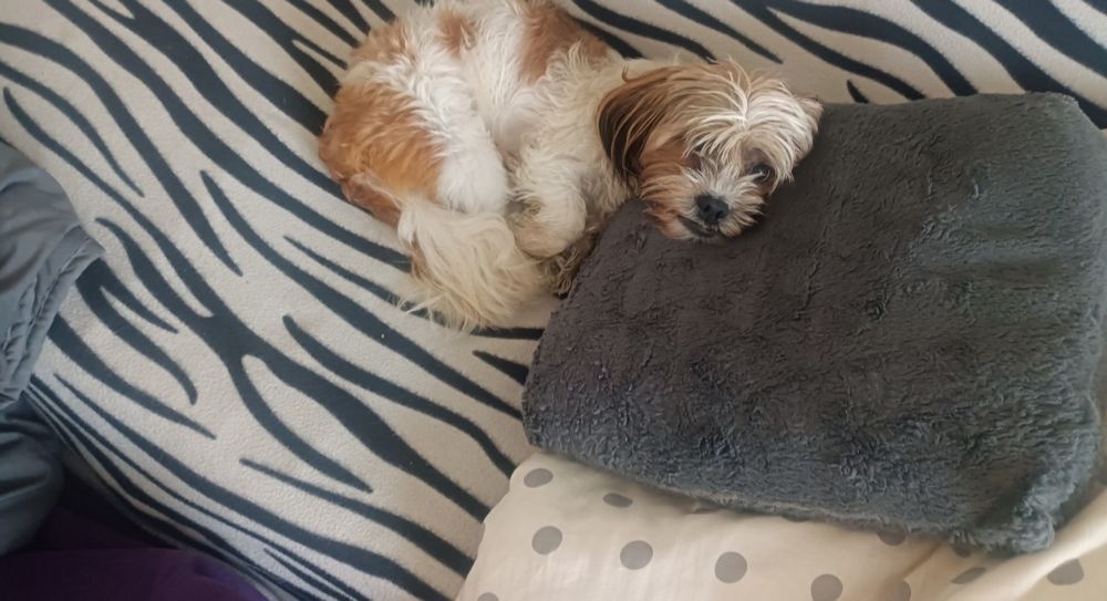 Oddam pieska w dobre rączki