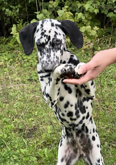 Дівчинка далматинка