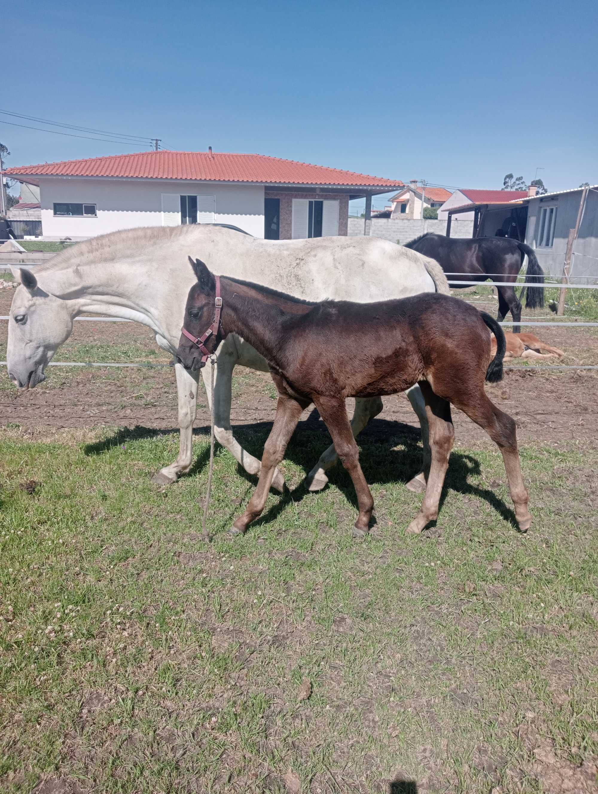 Vendo égua lusitana pontuada com a porta cruzada de 3 meses kwpn