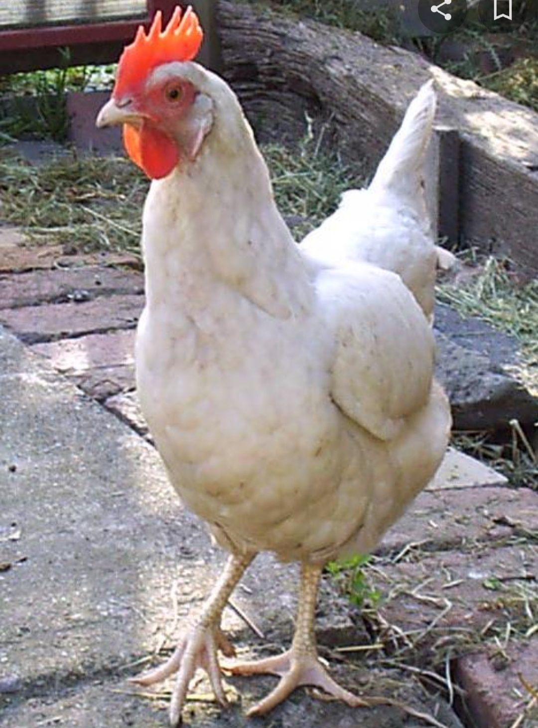 Яйцо куриное инкубационное Ломан, леггорн, хайсекс несушки