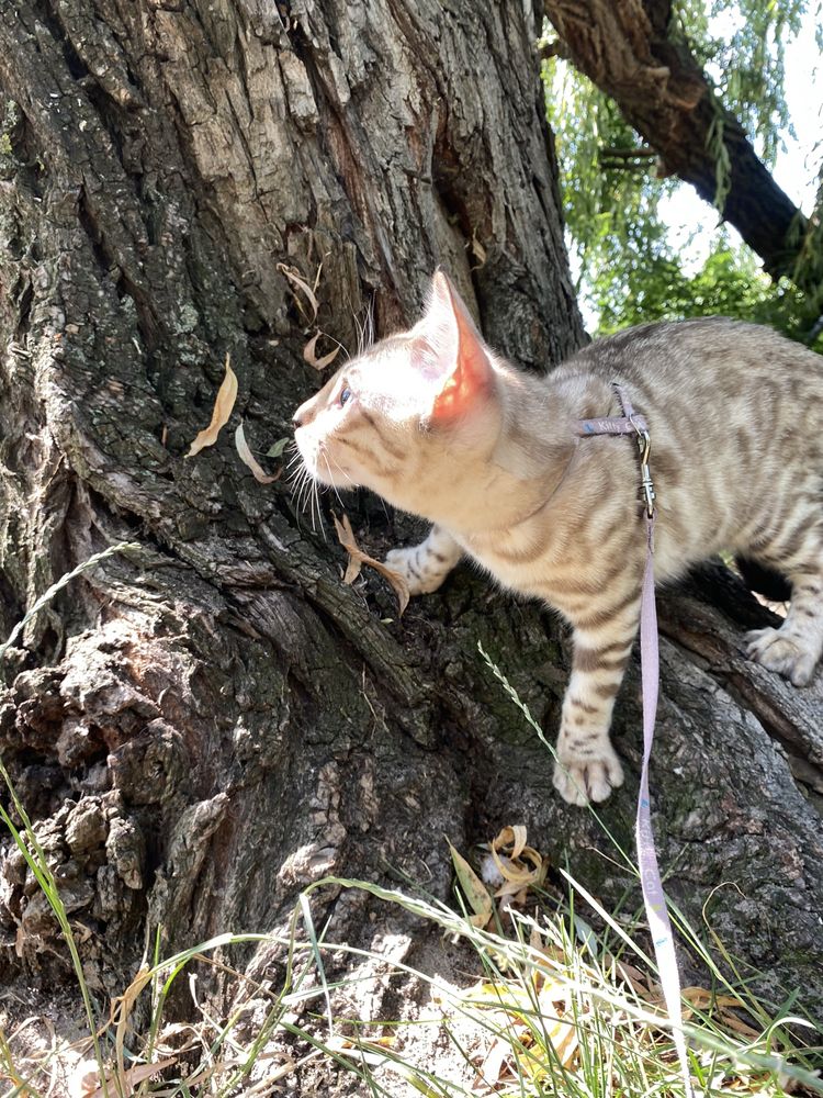 Снежный бенгальский кот
