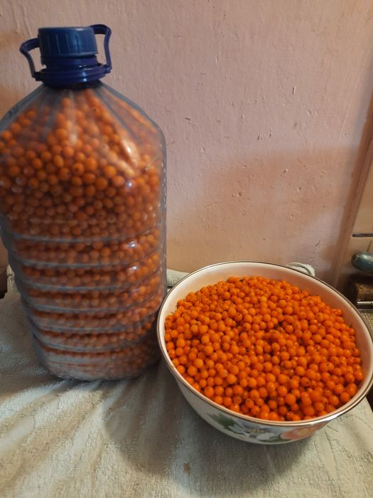 Owoce rokitnik oczyszczone