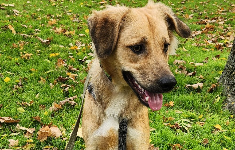 Щенок 10 мес, мальчик, Лео