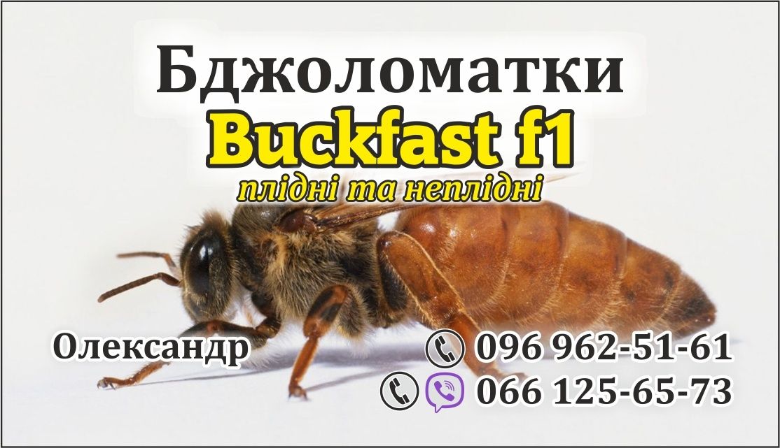 Buckfast F1 Бакфаст