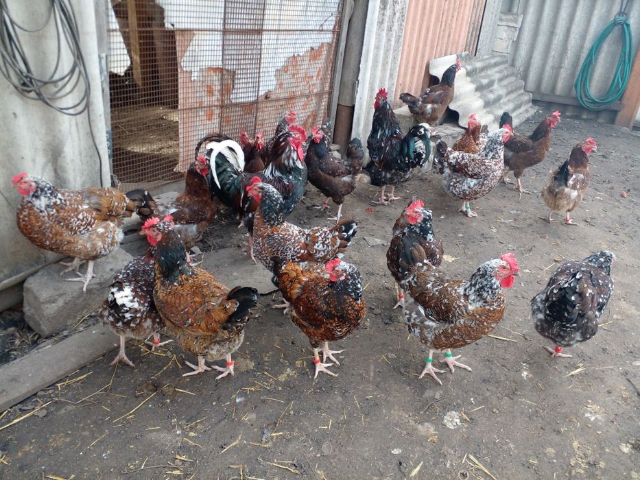 Куры ливенские ситцевые