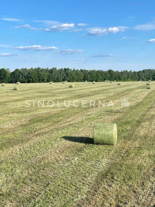 Сіно люцерни в круглих тюках. Укос 2025
