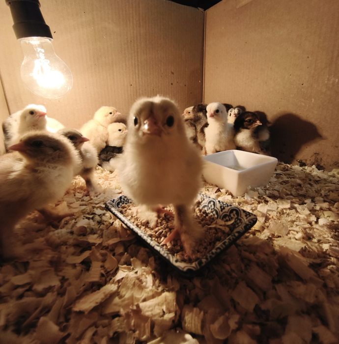 Brahma Olbrzymia Brahmy pisklęta