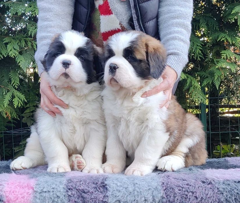 Do rezerwacji-Cudowna długowłosa dziewczynka Bernardyn (rodowod FCI)