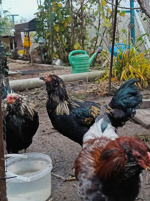 Півень породи Амераукан