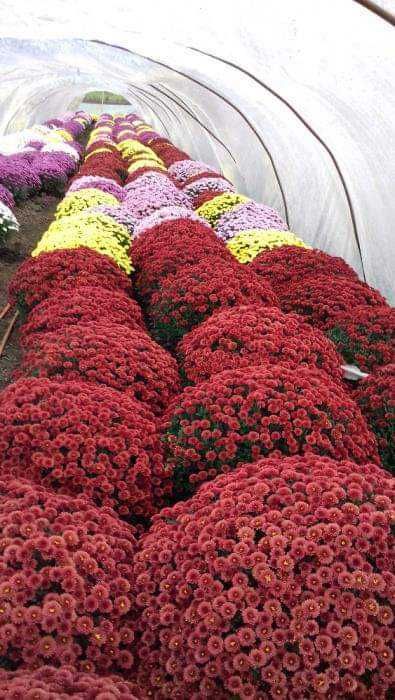 Sprzedam Chryzantemy Drobnokwiatowe doniczkowe