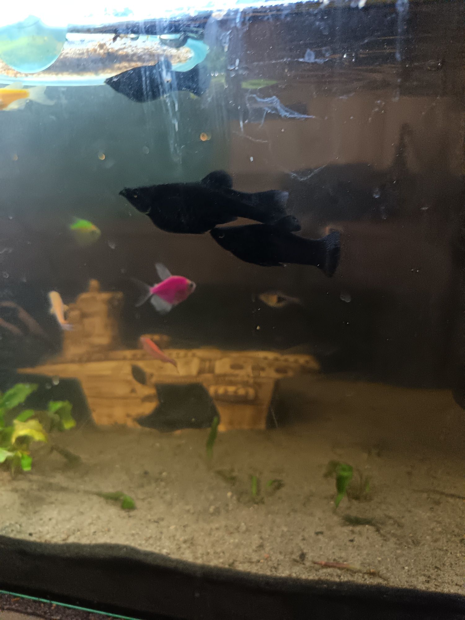 Akwarium 50L  bez ryb