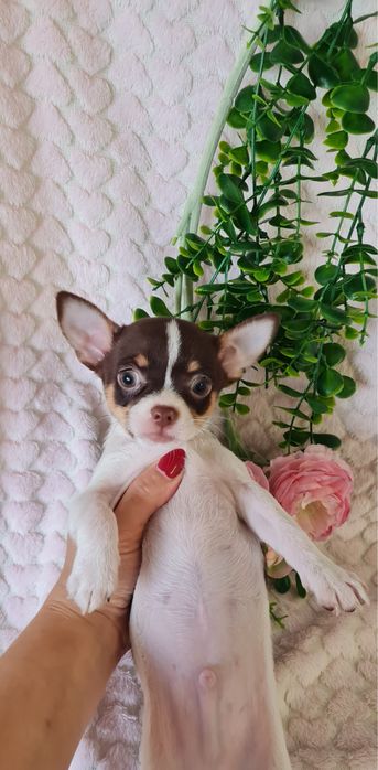 Excelente oportunidade menino mini Chihuahua / Chiuaua de Qualidade