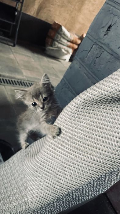 Кошеня коти киця