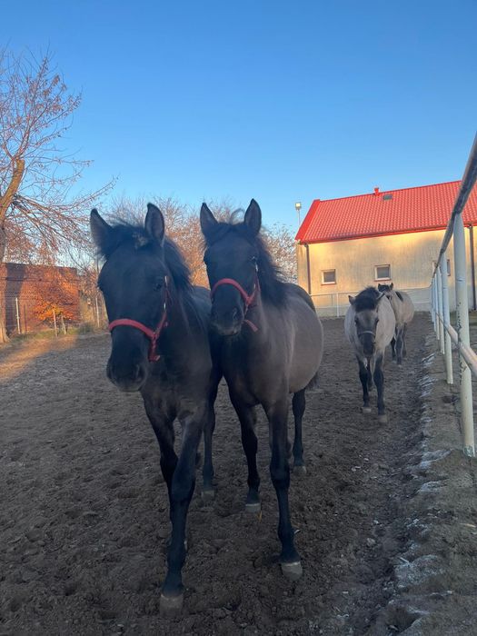 Koniki polskie odsadki od hodowcy ogierek i klaczki