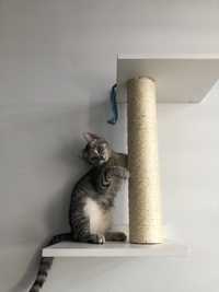 Roczna kotka szuka nowego domu