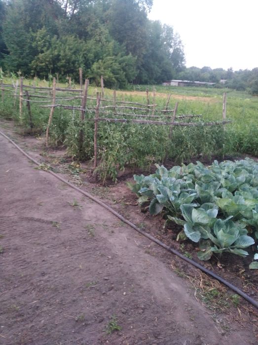 Продам будинок с.Осовець Чернігівська обл. за 75 км. від Києва!