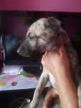 Chart Angielski Whippet   piesek