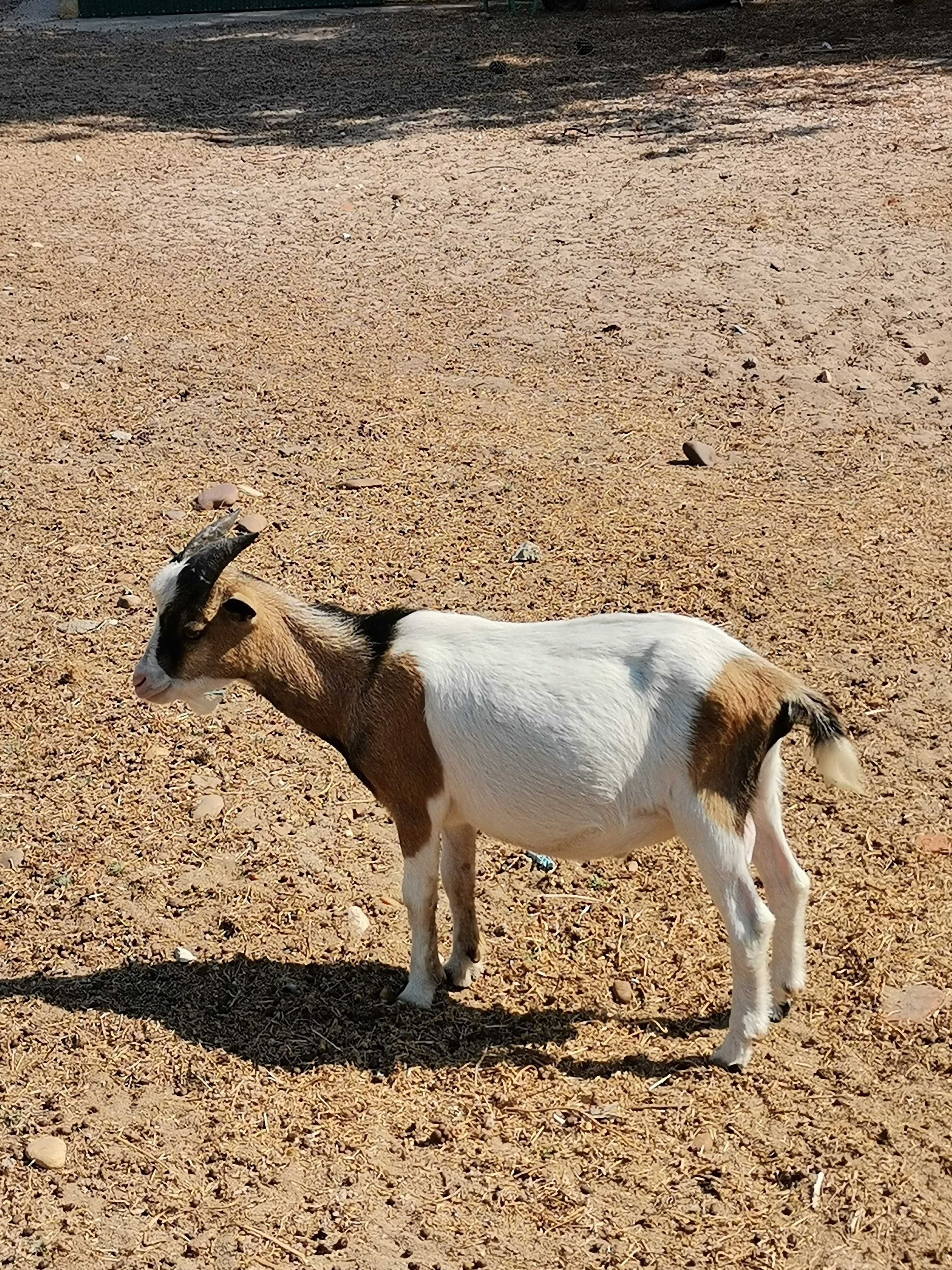 Cabritos E cabras anãs nascidos em Fevereiro.