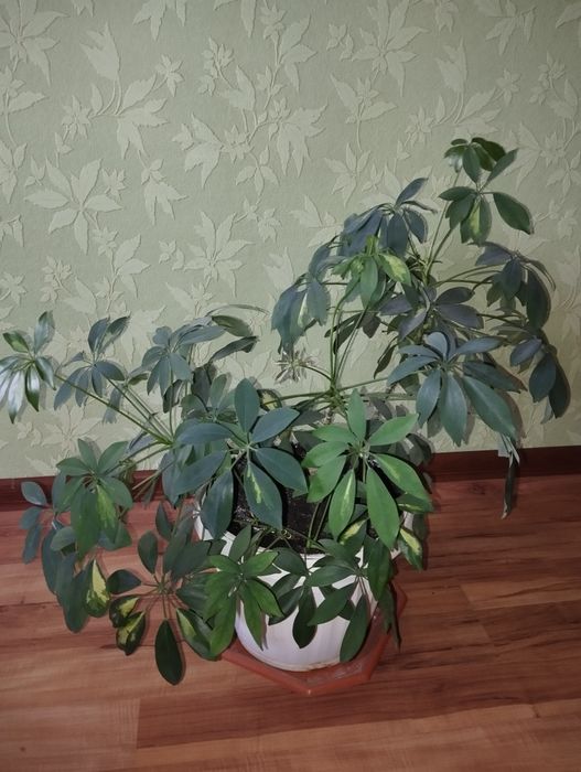 Шифлера, кімнатна рослина