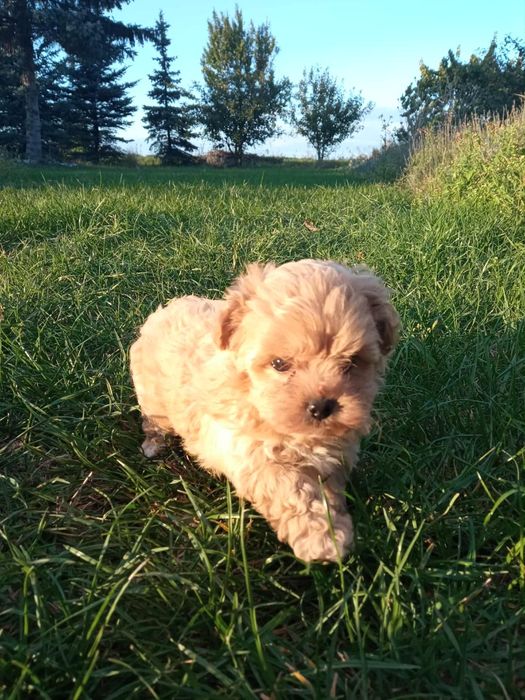 Maltipoo chłopczyk