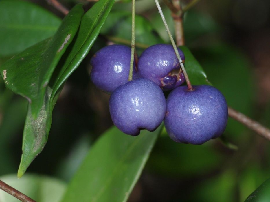 Árvore da cereja Azul - PLANTA VIVA