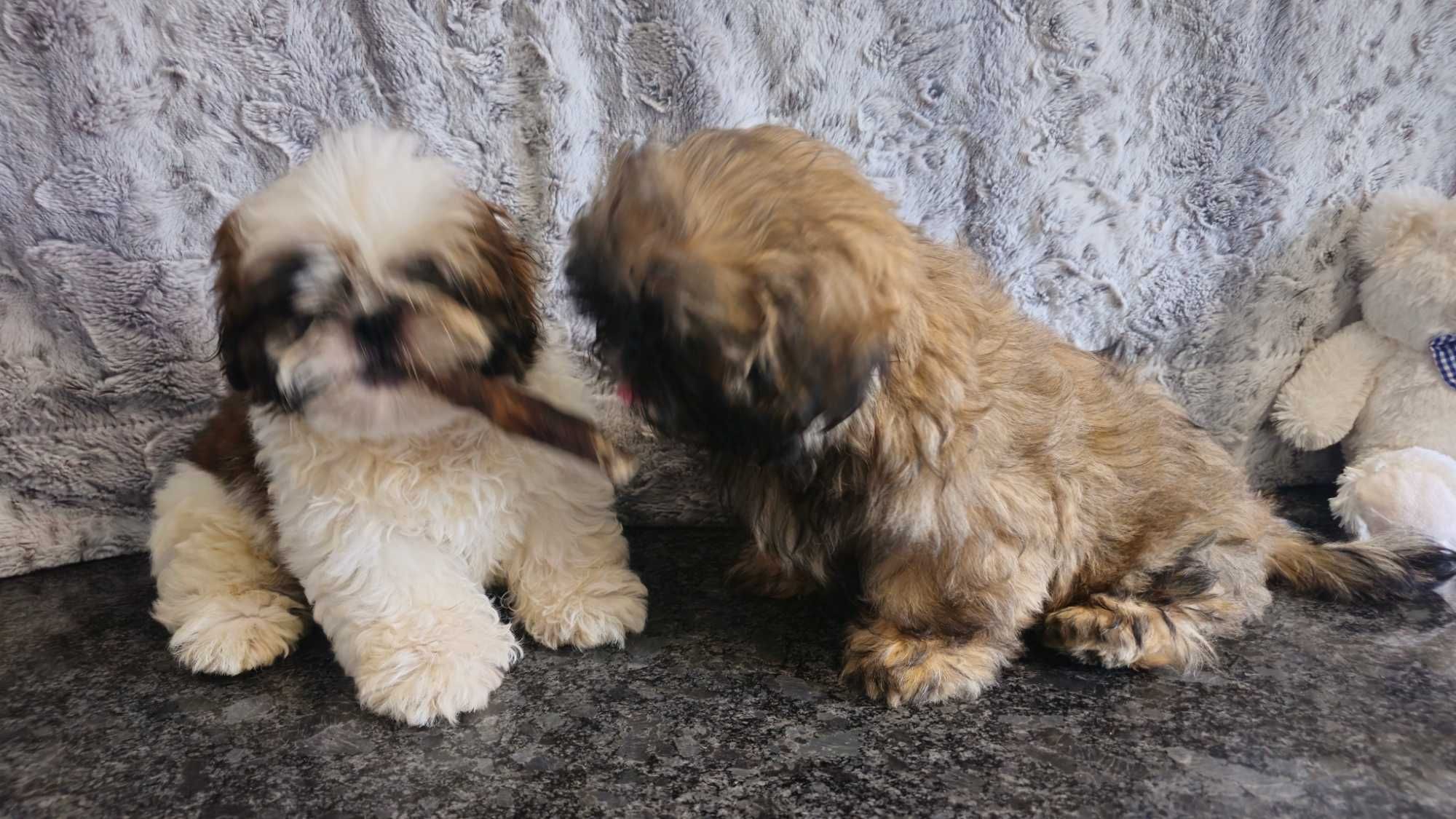 Shih Tzu puchaty piesek z rodowodem SWKIPR