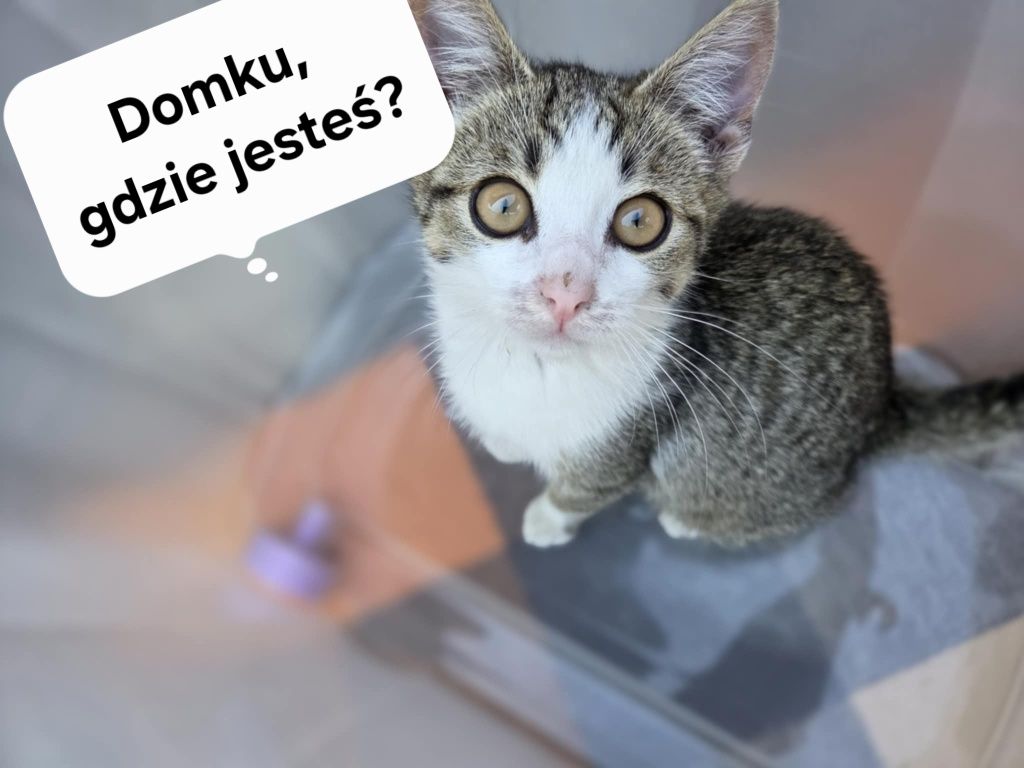 Wyjątkowy Cukierek poleca się do adopcji