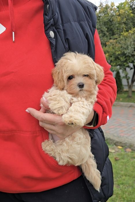 Мальтіпу Ф1. Чарівні ведмедики.