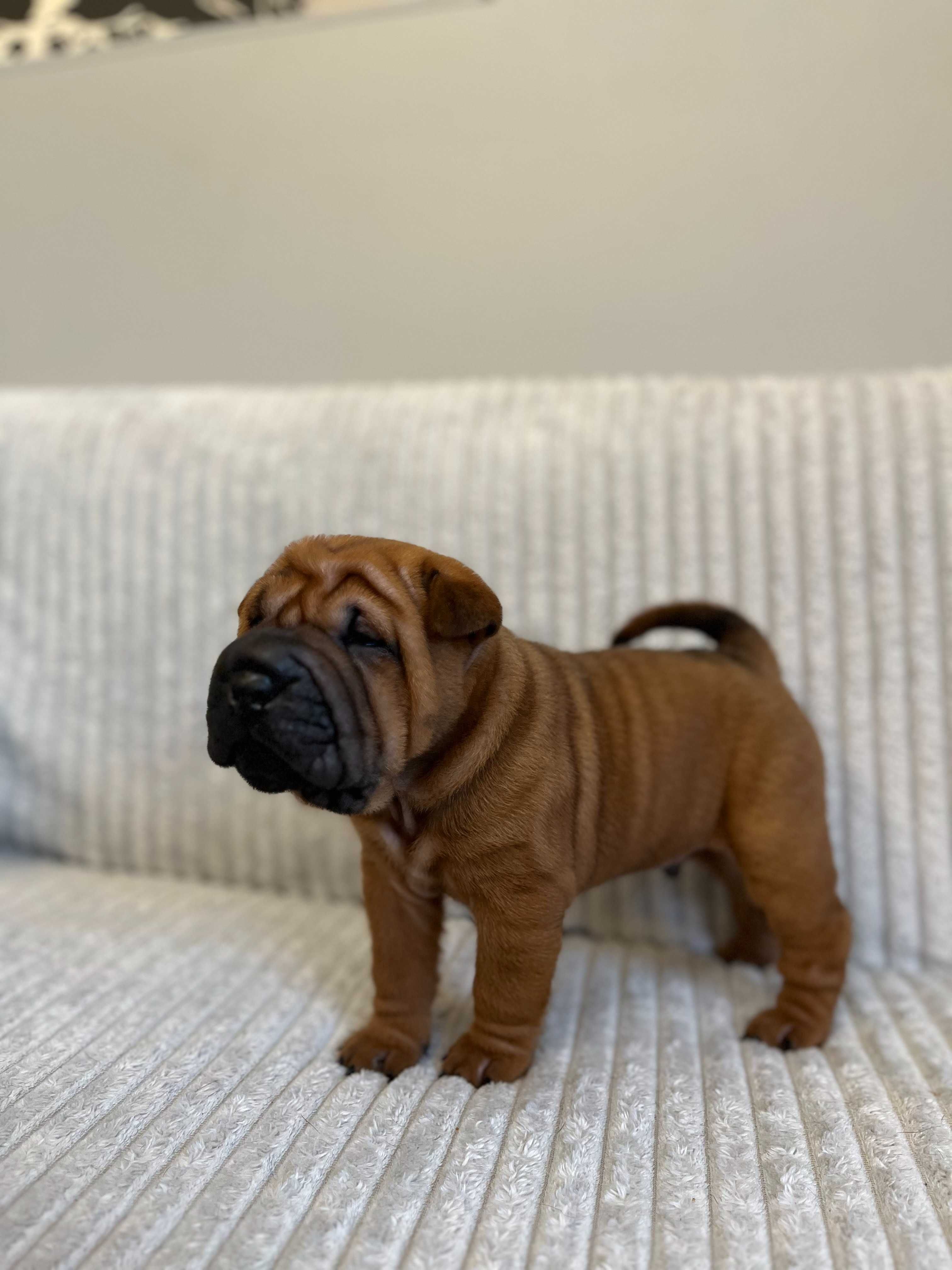 Śliczny piesek SHAR PEI ! Hodowla Fałdowce FCI