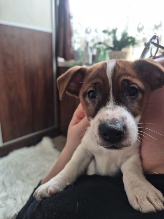 Jack Russell Terrier suczka