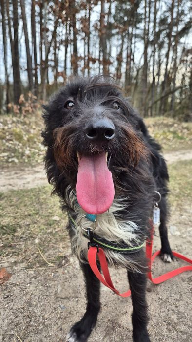 Rosynant fajny  rozczochraniec do adopcji