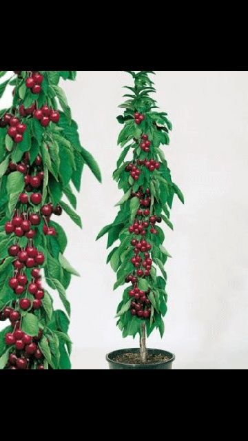 Drzewka czereśni Producent