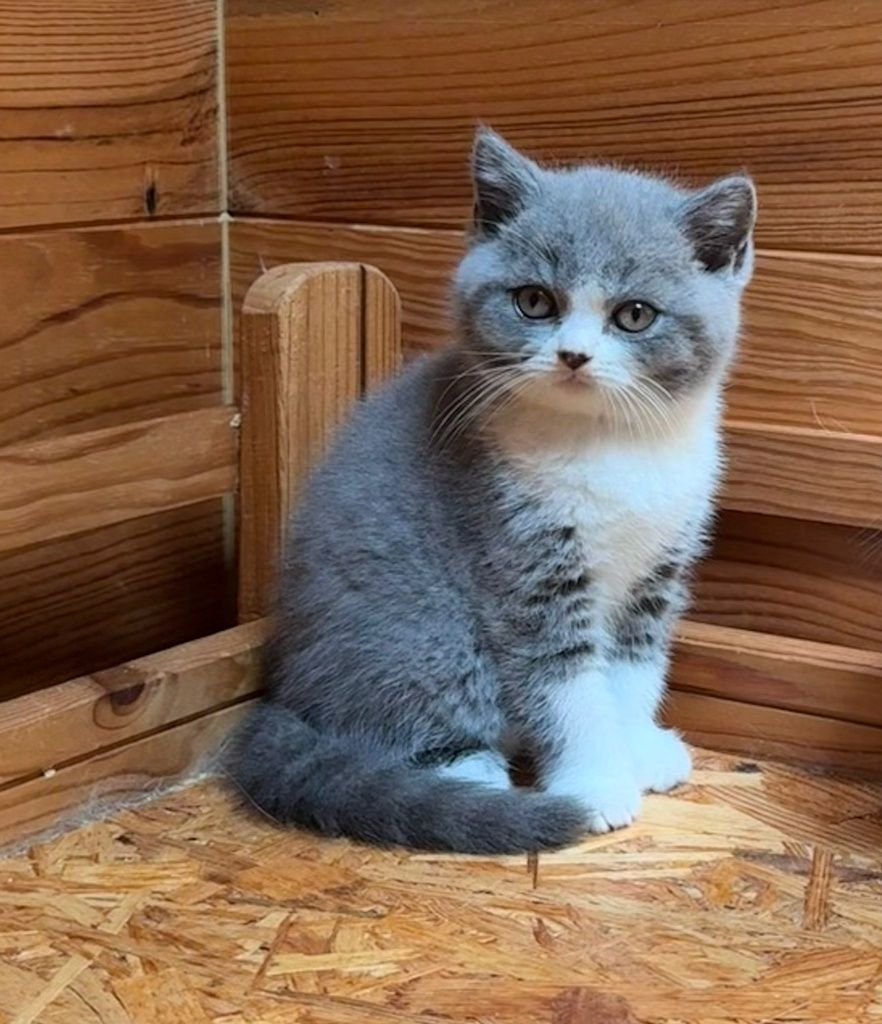 Gatinho britânico pelo curro