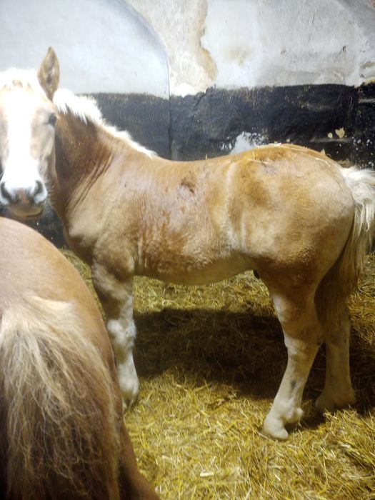 Źrebaki zimnokrwiste