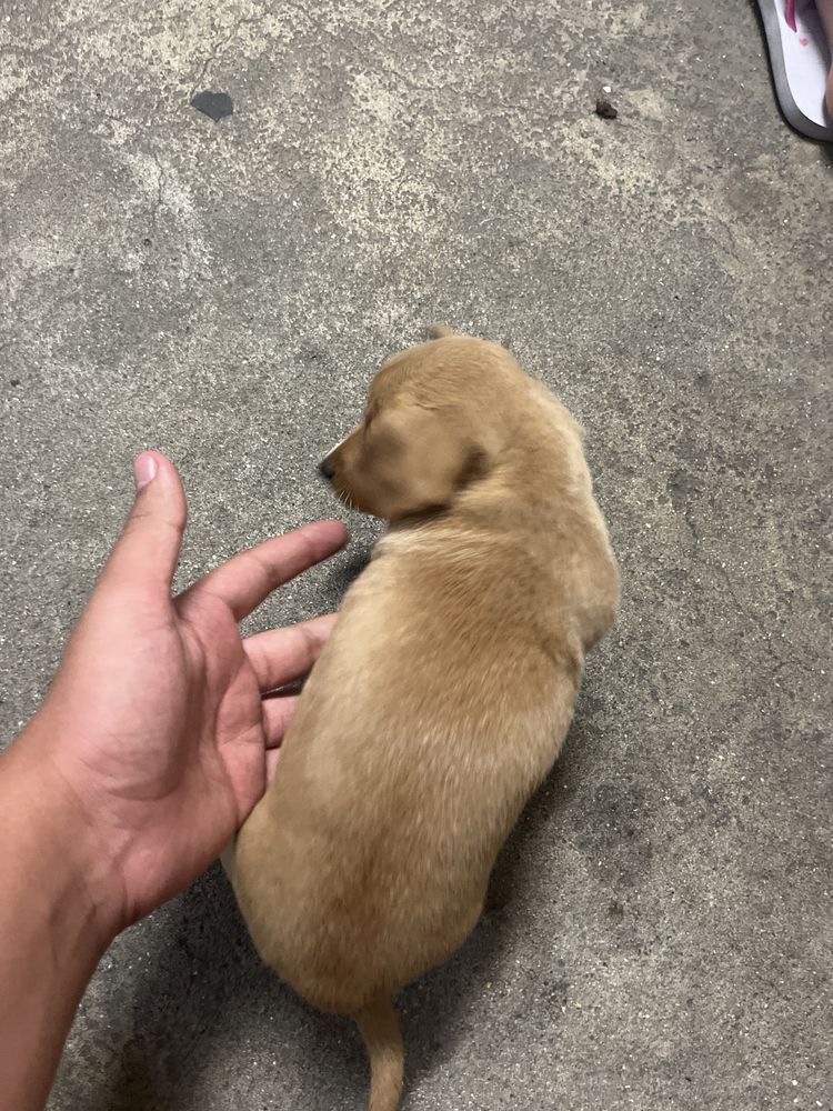 Cao bebe arraçado